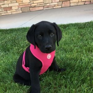 Meet your Posher, Indigo